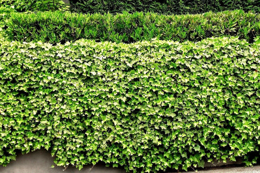 Live English Ivy Roots 5 Pack – Green Ground Cover for Patio & Lawn – Hedera helix Plant Roots
