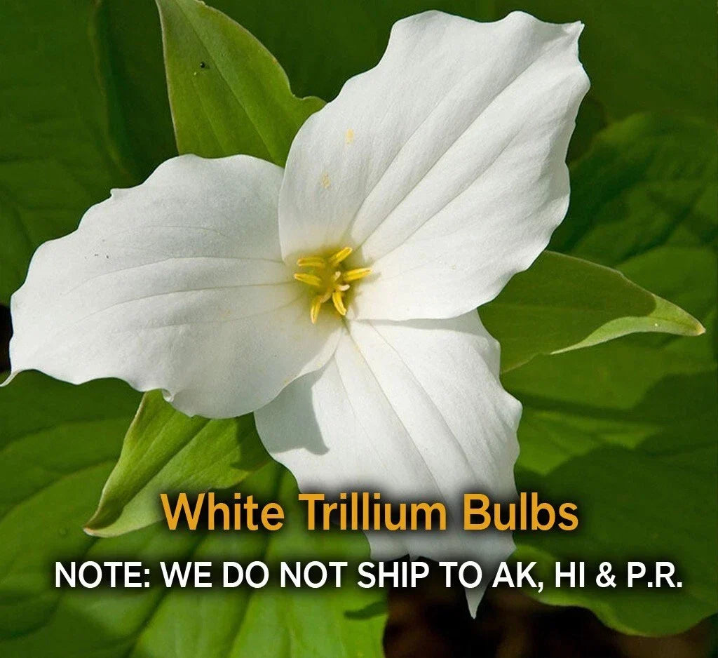 White Trillium Bulbs - 5 Bare Root Native Wildflower Bulbs, Trillium grandiflorum, Ideal for Shade, Zones 3-9