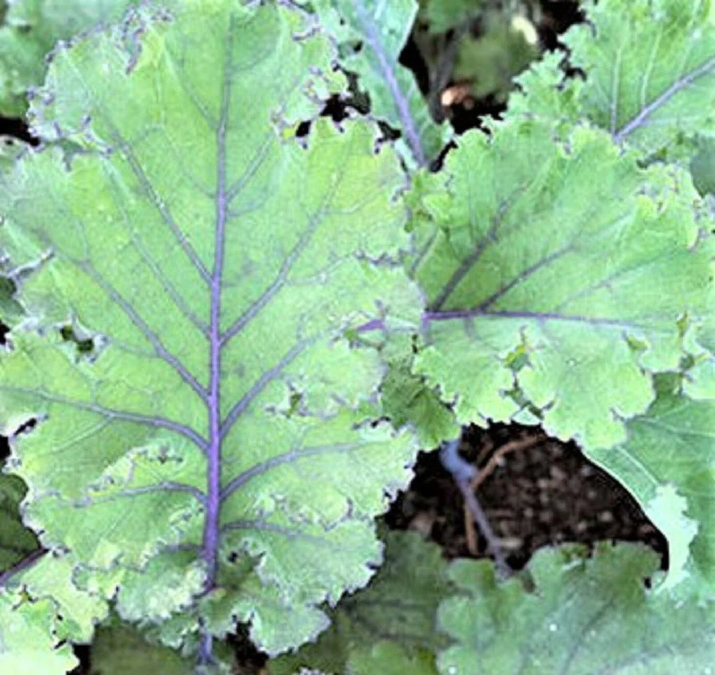 Scarlet Kale Seeds - NON-GMO, 100+ Seeds, Brassica oleracea var. sabellica, Heirloom Vegetable Garden Seeds, Vibrant Red & Green Leaves