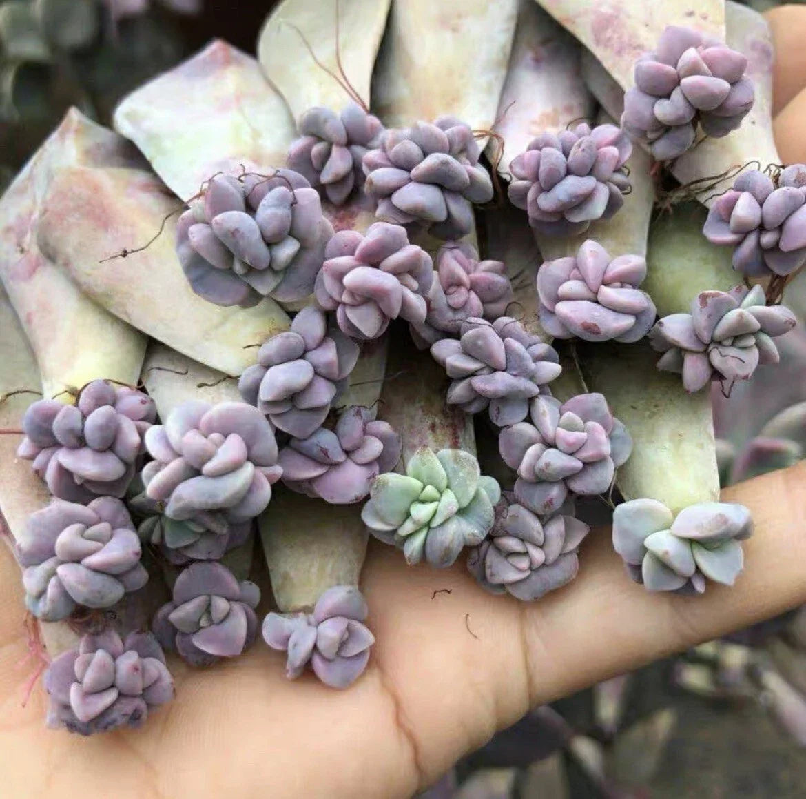 Assorted Leaf Rooted Succulent Plants - 20 Varieties for Home Garden Decor - Easy Care Succulent Collection