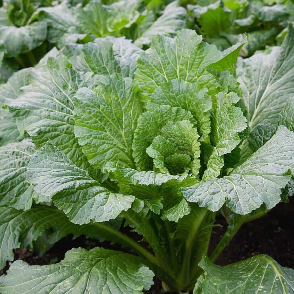 Michihili Cabbage Seeds - 500+ Non-GMO Brassica rapa var. chinensis Flat Head for Home Gardening