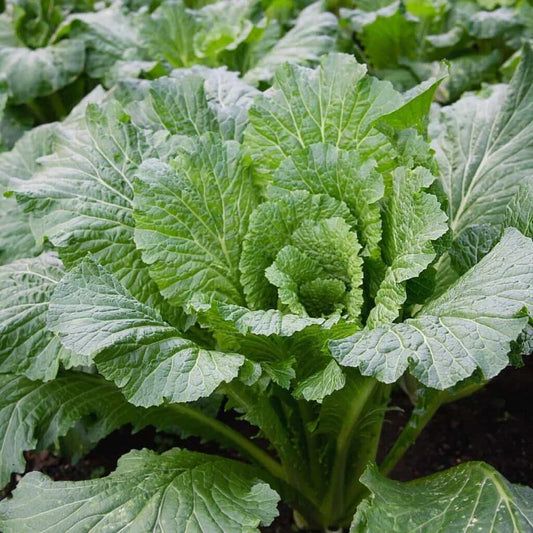 Michihili Cabbage Seeds - 500+ Non-GMO Brassica rapa var. chinensis Flat Head for Home Gardening