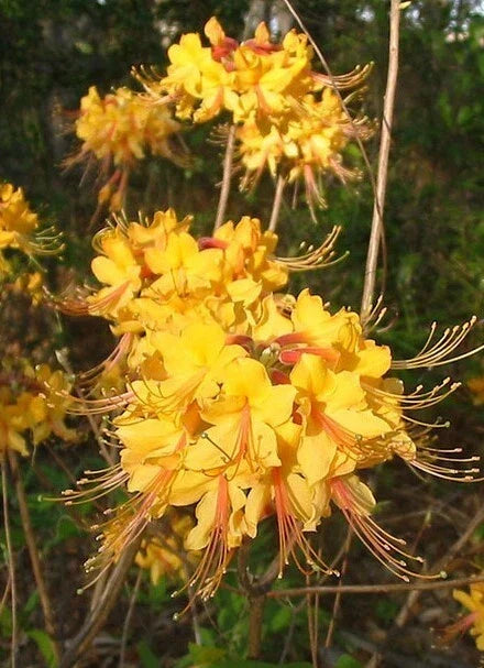Aromi Azalea Starter Plant - Small Deciduous Rhododendron for Gardens, Landscapes, Containers, Vibrant Blooms