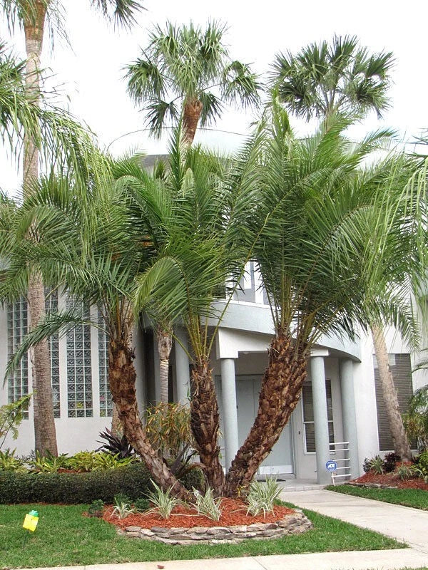 Senegal Hybrid Date Palm Tree - 5-Year-Old Phoenix Reclinata Live Plant in Biodegradable Pot, 16-22 Inches, Tropical Foliage, Indoor & Outdoor