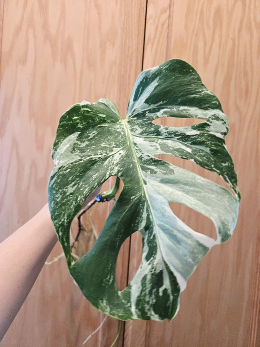 Monstera Albo Variegated Plant - Rooted Cutting - Rare Houseplant - Monstera Deliciosa Variegata - Unique White and Green Foliage