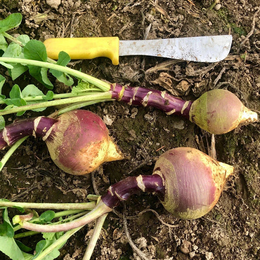 Joan Rutabaga Seeds – 500+ Non-GMO Heirloom Brassica napus Vegetable Seeds for Garden Planting
