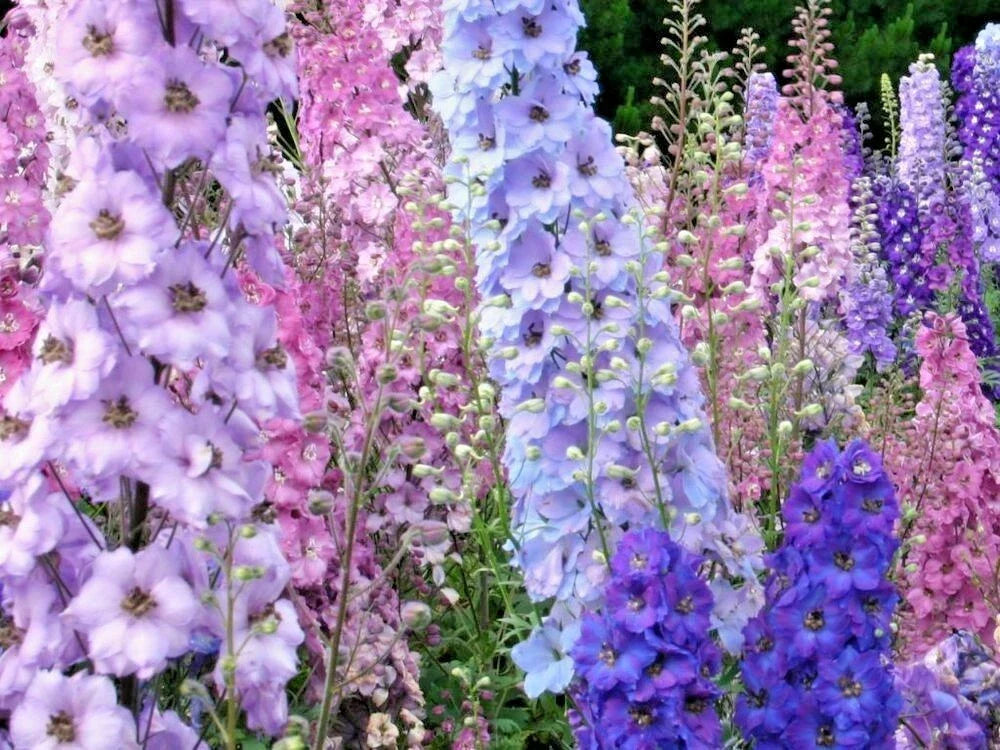 Larkspur Seeds - Imperial Mix, Native Wildflower, Cut Flowers, Delphinium ajacis, Blue Purple White, Pollinator Attracting