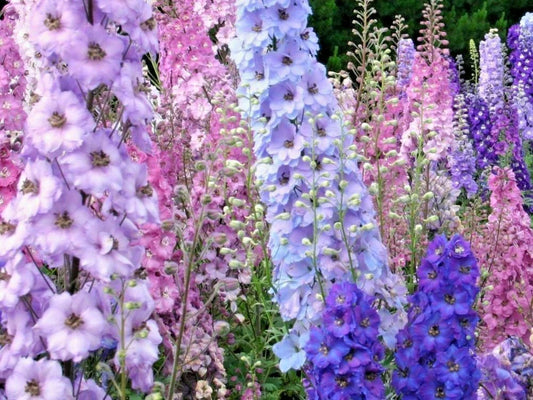 Larkspur Seeds - Imperial Mix, Native Wildflower, Cut Flowers, Delphinium ajacis, Blue Purple White, Pollinator Attracting