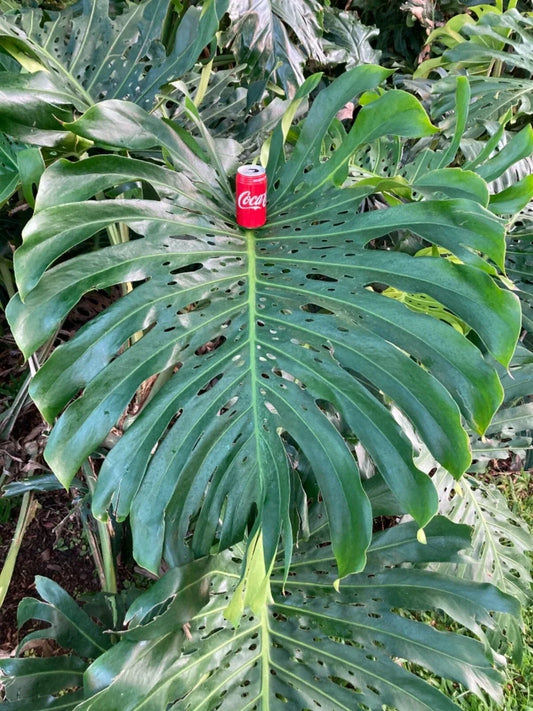 Monstera Deliciosa Cuttings 10-12 Inches Large Swiss Cheese Vine Houseplant Propagation Tropical Indoor Plant
