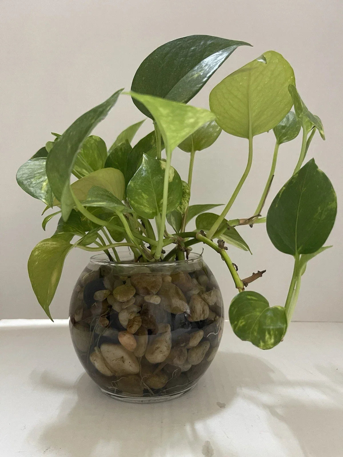 Pothos Indoor Live Plant Cuttings 7-10in, Well Rooted, 3 Pack, Epipremnum aureum, Water Propagation, Trailing Foliage