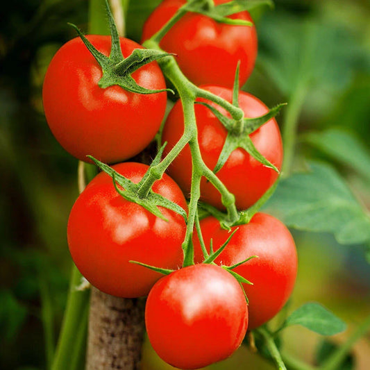 Moneymaker Tomato Seeds, Indeterminate Cordon, Solanum lycopersicum, Bountiful Harvest, Non-GMO, 25 Seeds