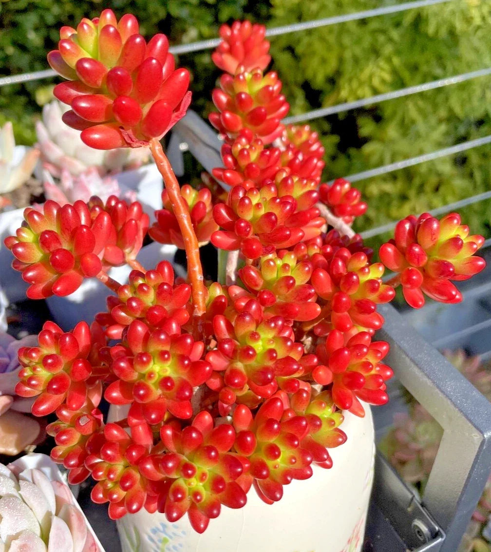 Rare Sedum Rubrotinctum Jelly Bean Succulent Cutting – Unrooted Live Plant, Healthy Houseplant, Green and Red Foliage