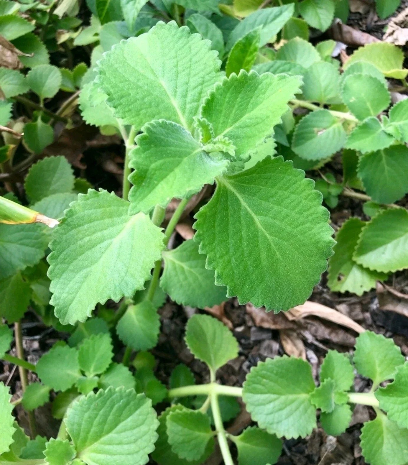Cuban Oregano Cuttings - 8 Unrooted Stems - Mexican Mint Herb - Coleus amboinicus for Gardening and Culinary Use