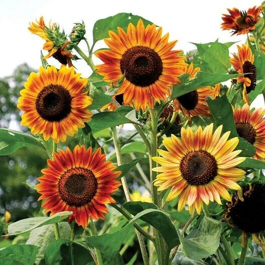 Sunflower Seeds 100 Count - Evening Colors Rust Red Helianthus annuus - Non-GMO Pollinator & Bird Attracting Garden Seeds