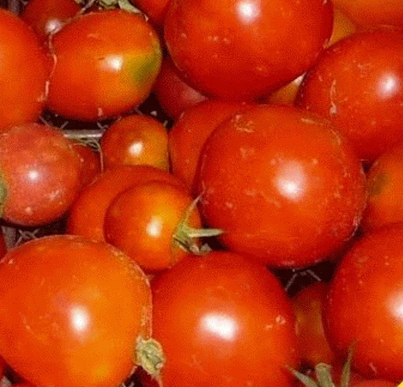 Siberian Tomato Seeds Pack 100+ | Determinate Variety for Cooler Climates | Solanum lycopersicum Vegetable Garden Seeds