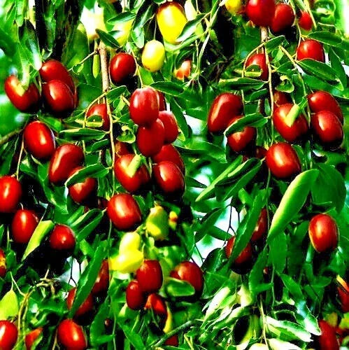 Jujube Fruit Tree Seeds - 10 Pack Ziziphus jujuba, Red Chinese Date, Indian Plum, Superfruit, Hardy, Fast Growing