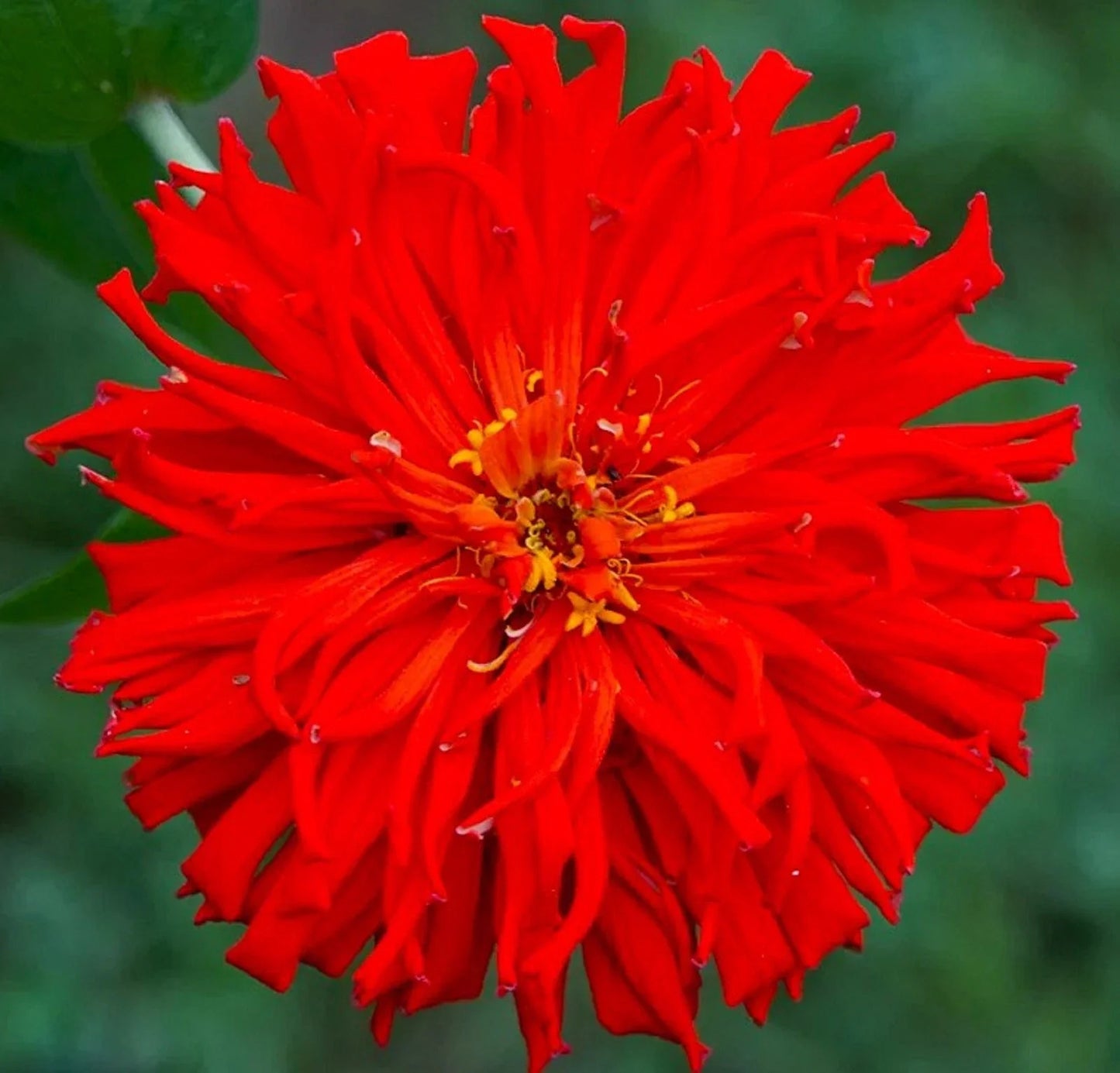 Red Giant Cactus Zinnia Seeds - Over 100 Vibrant Red Flowers, Easy to Grow Zinnia elegans for Garden Beds & Containers