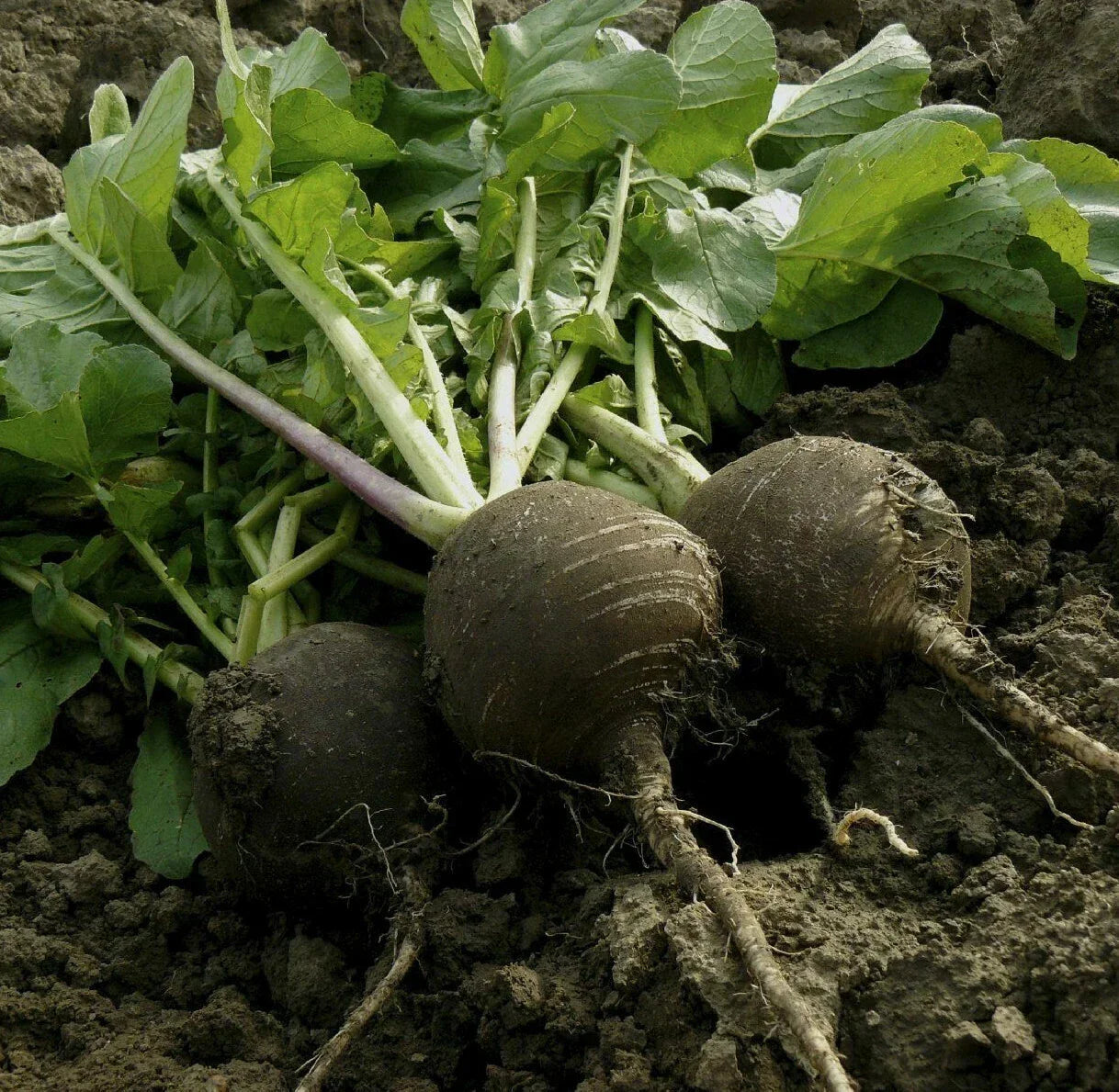 Black Spanish Round Radish Seeds – Raphanus Niger, Heirloom Winter Vegetable, Crisp Radishes for Salads & Garnishes, Non-GMO, 200 Seeds