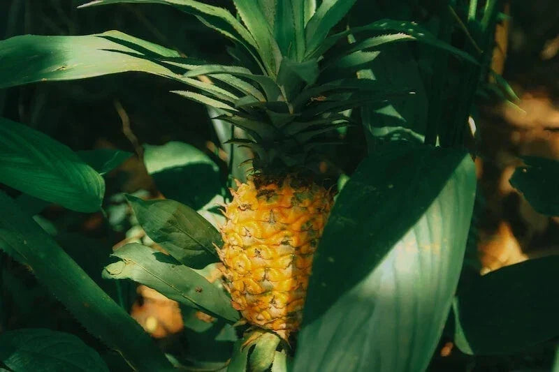 Cabezona Pineapple Seeds Pack – Ananas comosus – Non-GMO, Heirloom, Garden & Container Planting, Fast Germination, USA Grown