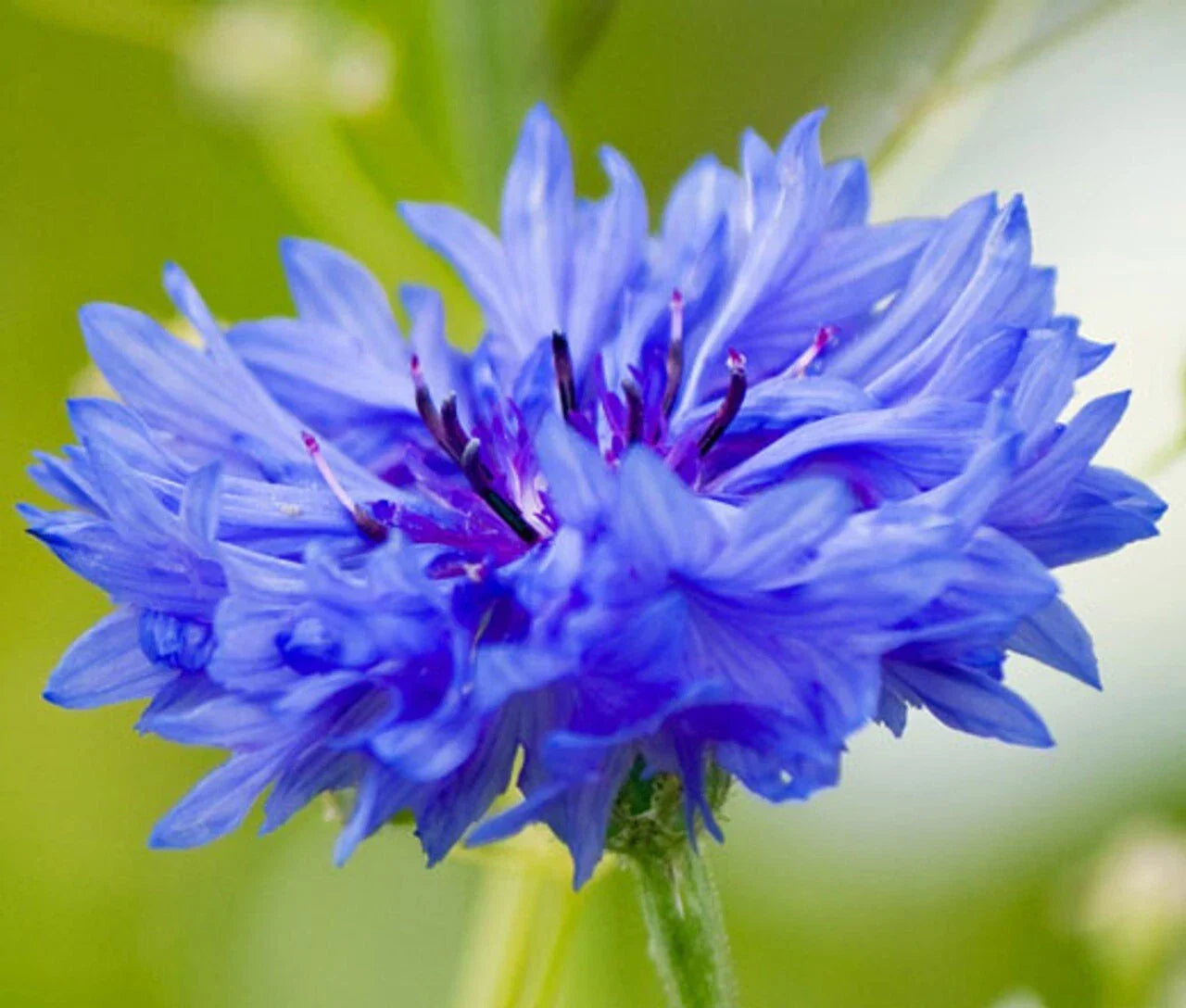 Cornflower Seeds 300+ Count Blue Bachelor Button Dwarf Centaurea cyanus for Gardens, Borders & Cut Flowers