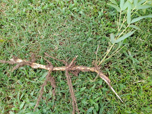 MOSO Live Bamboo Roots Set – Phyllostachys edulis, Fast-Growing Clumping Bamboo for Landscaping & Privacy Screens