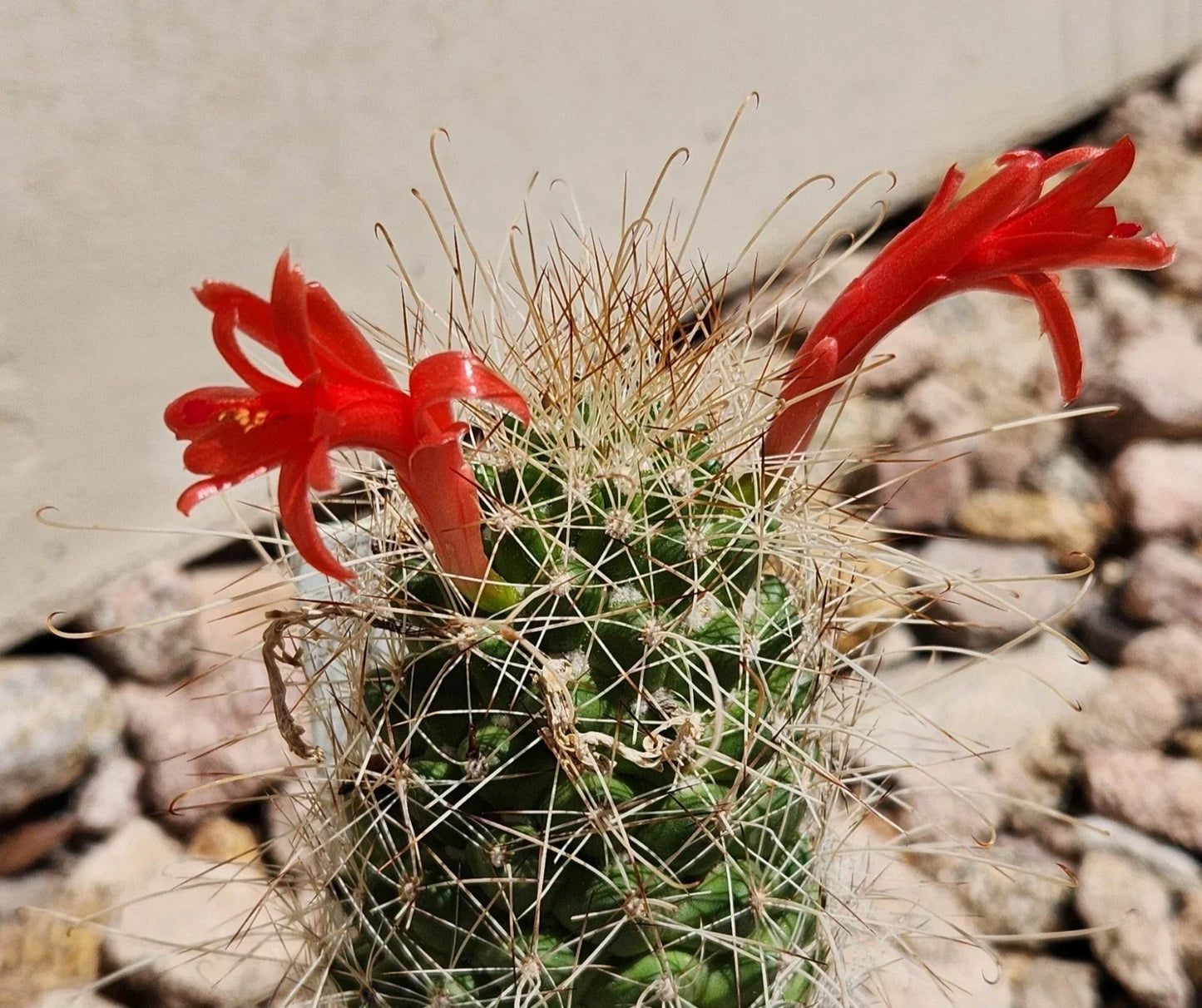 Cochemiea Setispina Cactus Plant Rooted Cutting – Unique Succulent for Indoor Outdoor Decor, Spiny Desert Plant