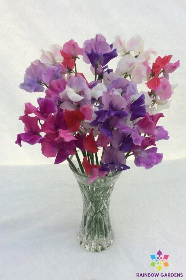 Bicolour Sweet Pea Seeds Pack - Lathyrus odoratus Climbing Annual for Garden, Fragrant Blooms, Pollinator Attractant, 50+ Seeds