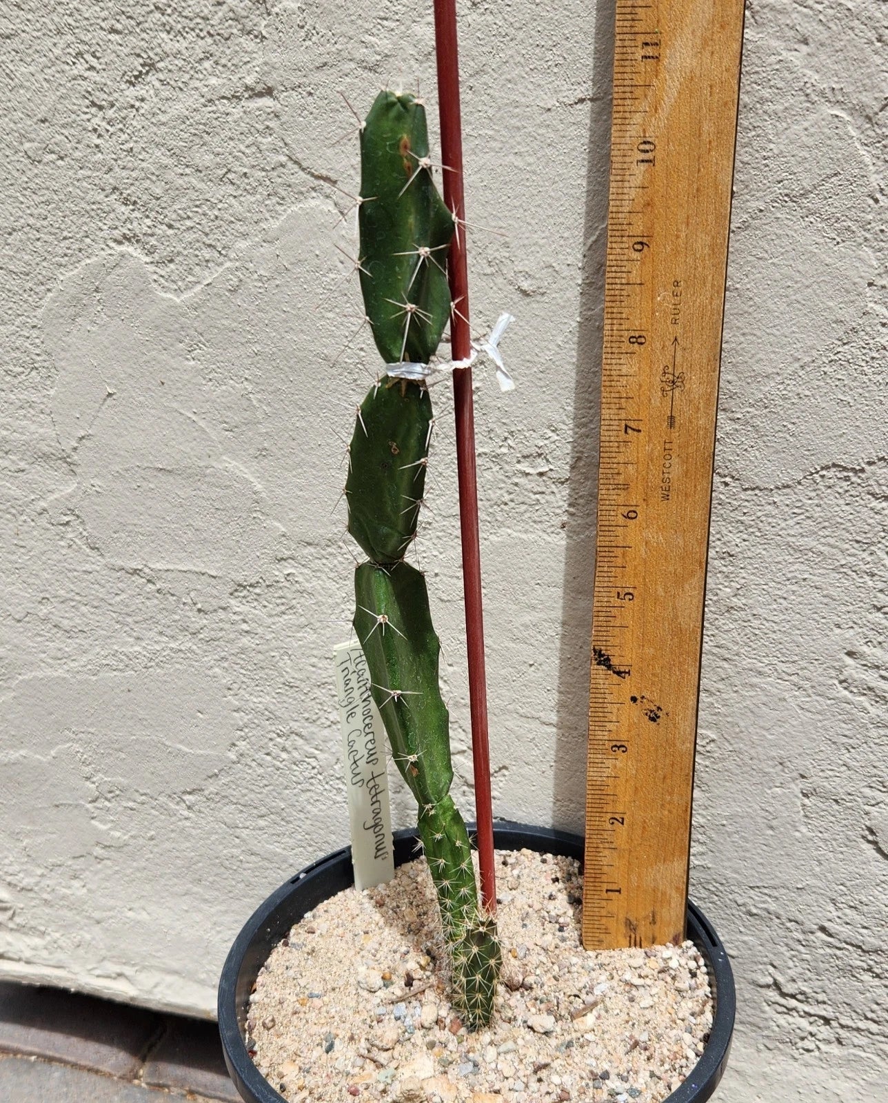 Live Rooted Triangle Cactus Plant - Acanthocereus Tetragonus - Florida Native, Drought Tolerant, Indoor/Outdoor, 4-Inch Pot