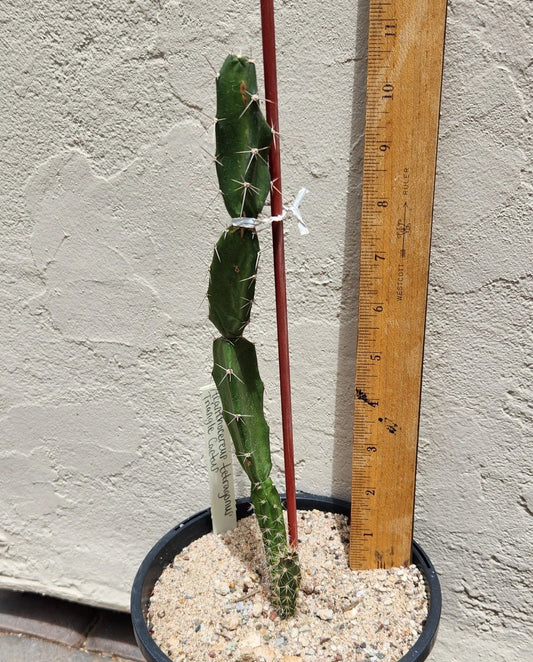 Live Rooted Triangle Cactus Plant - Acanthocereus Tetragonus - Florida Native, Drought Tolerant, Indoor/Outdoor, 4-Inch Pot