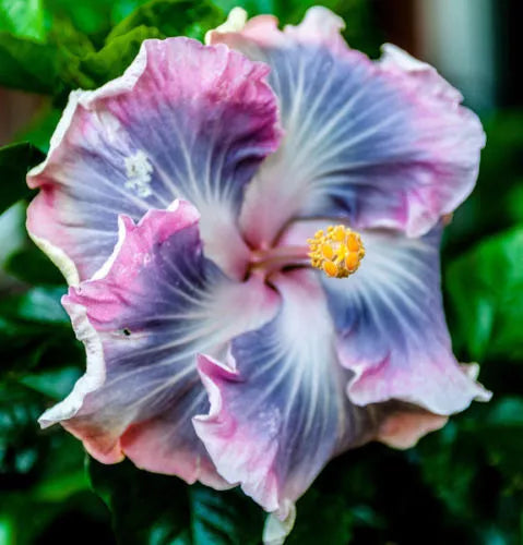 Blue Purple Hibiscus Seeds - 20 Hardy Perennial Tropical Flower Seeds - Hibiscus rosa-sinensis - Vibrant Blue Purple Flowers for Garden, Borders & Containers