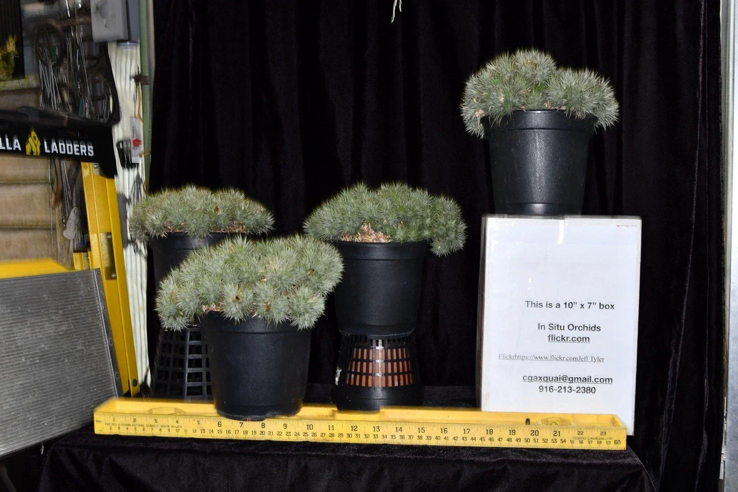 Deuterocohnia brevifolia Small Succulent Plant - Hardy Greenhouse Variety for Indoor Gardens