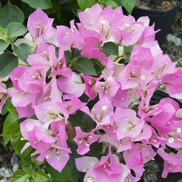 Bougainvillea Starter Plant - Imperial Thai Delight - Rare Tropical Flowering Plant - Bougainvillea spectabilis