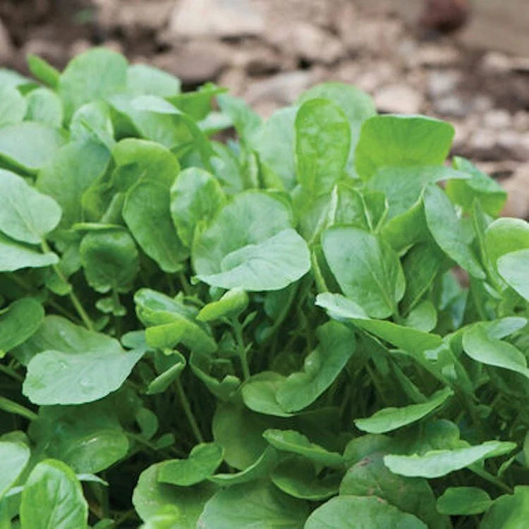 Upland Cress Seeds - 2000 Non-GMO Heirloom Barbarea verna for Salad Greens, Garnishes, Easy to Grow