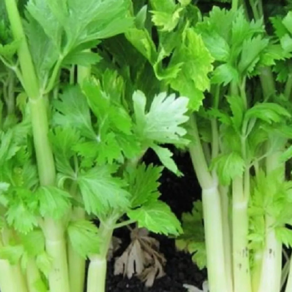 Golden Celery Seeds - Non-GMO Heirloom, Fresh Garden Seeds for Apium graveolens Cultivation
