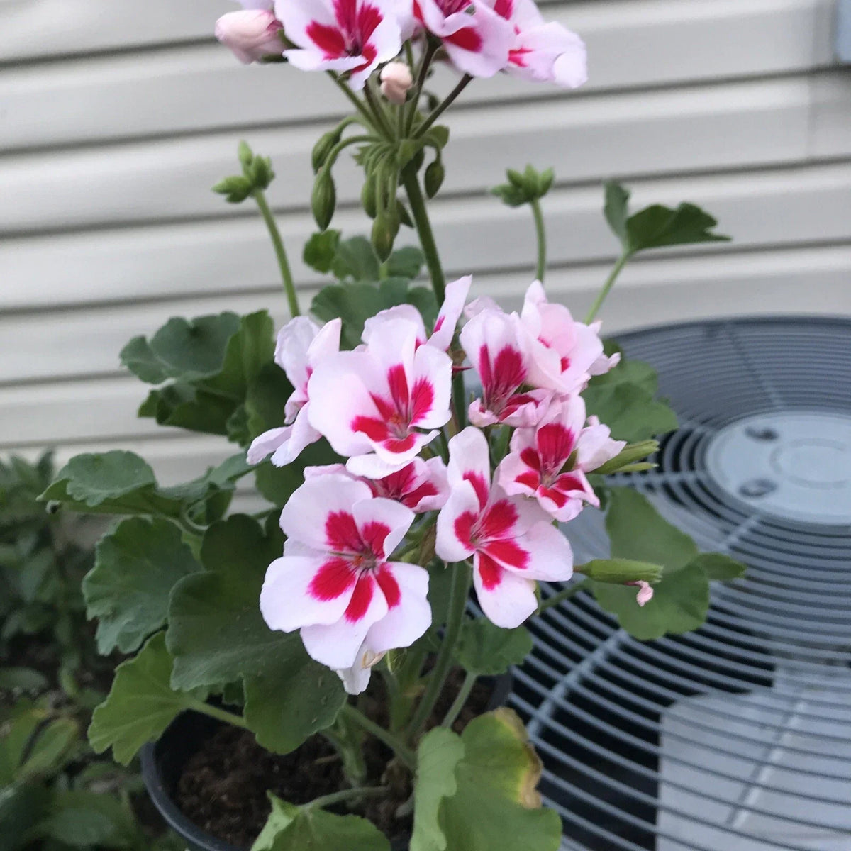 Geranium Mojo White Splash Live Plant in Gallon Pot - Pelargonium x hortorum - Rare White Flowering Geranium