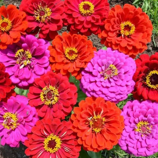 Merlot Zinnia Seeds - 100 Organic Non-GMO Zinnia elegans Flower Seeds for Garden Beds & Containers