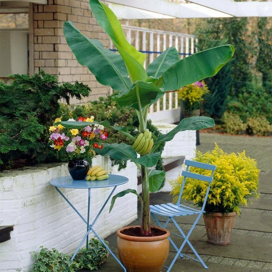 Organic Banana Plant Starter – Gran Nain Musa Live Plant for Home Garden, Small Farm, Free Shipping