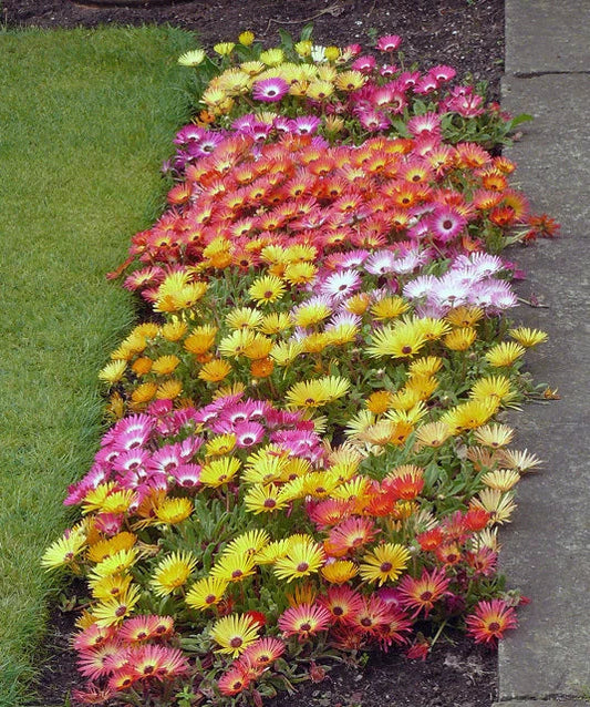 Livingston Daisy Ice Plant Seeds - Colorful Blooms, Dorotheanthus bellidiformis, Night-Closing & Day-Reopening Flowers, Pollinator Attractant