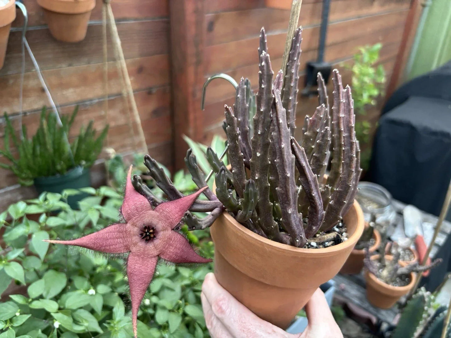 Blooming Cactus Plant - Stapelia schinzii var. angolensis - Live Rooted Succulent with Star-Shaped Flowers for Indoor & Outdoor Decor