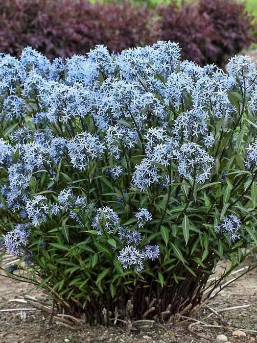 Large Amsonia 'Storm Cloud' Bluestar Perennial Plant – Amsonia tabernaemontana, Drought Tolerant, Butterfly Attracting, Full Sun to Partial Shade