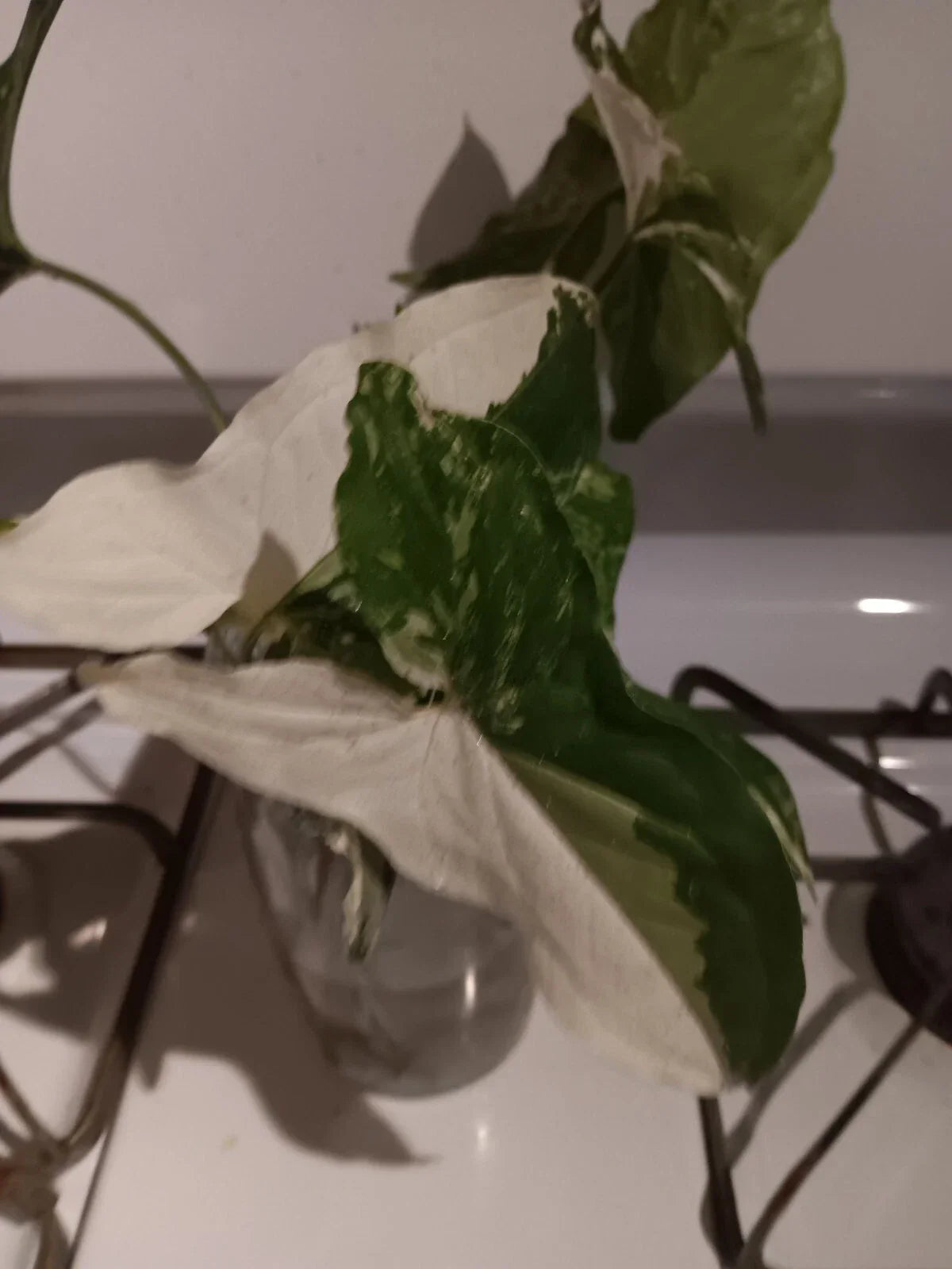 Variegated Syngonium Albo Podophyllum Cutting - Unrooted Plant with White and Green Variegation, Indoor Foliage, Free Shipping