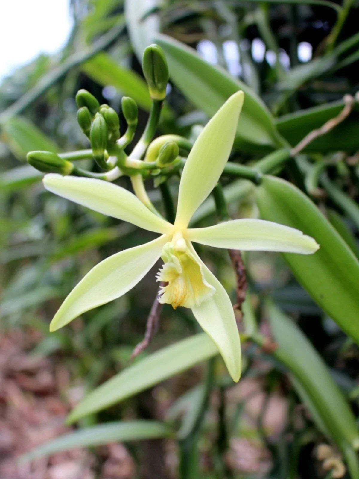 Organic Vanilla Orchid Starter Plant - Live 2.5" Pot - Vanilla planifolia - Grow Your Own Vanilla Pods at Home