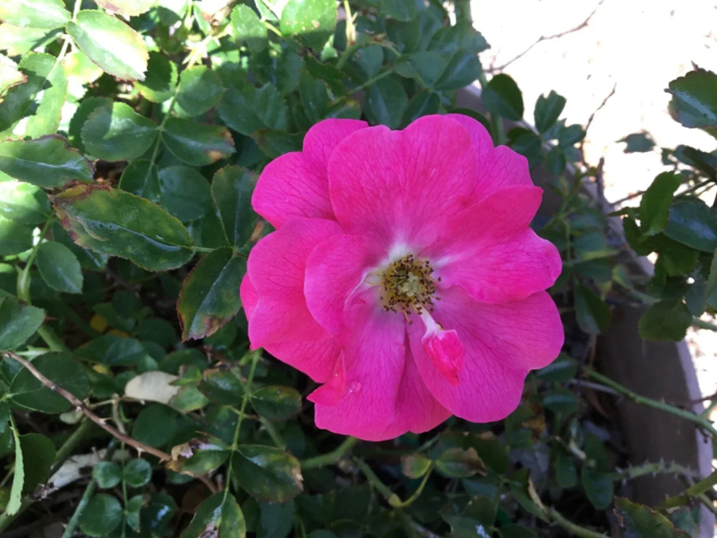 Wild Irish Rose Cuttings for Rooting - Rosa gallica, Hardy Perennial, Fragrant Blooms, Garden Planting, Easy to Grow