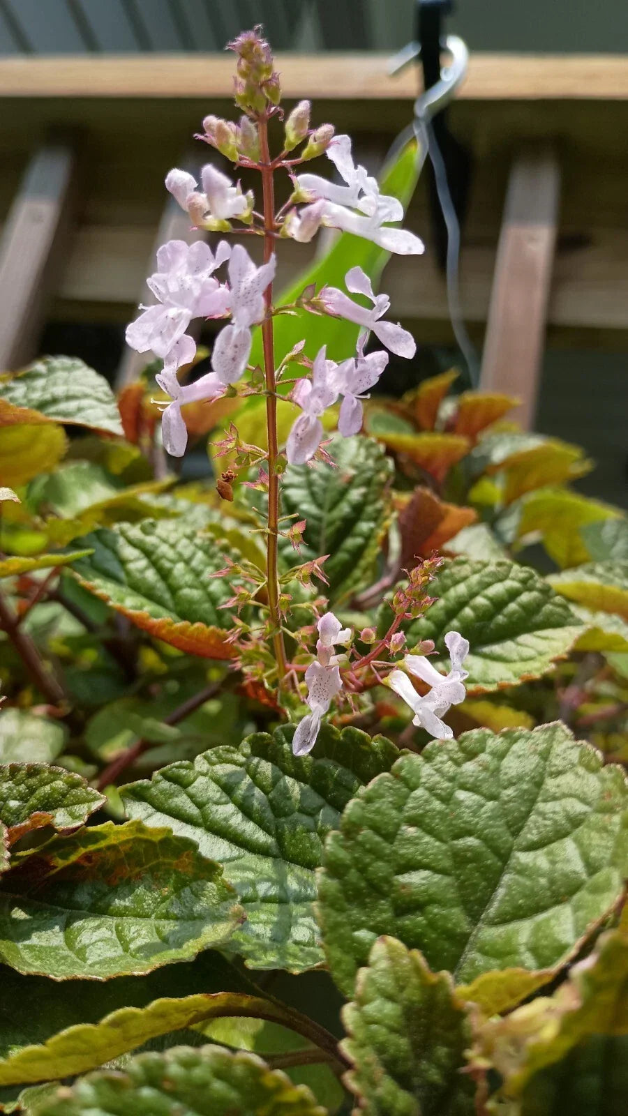 Purple Swedish Ivy Plant with Roots - Indoor Houseplant - Plectranthus verticillatus - Vibrant Purple Foliage for Home Decor