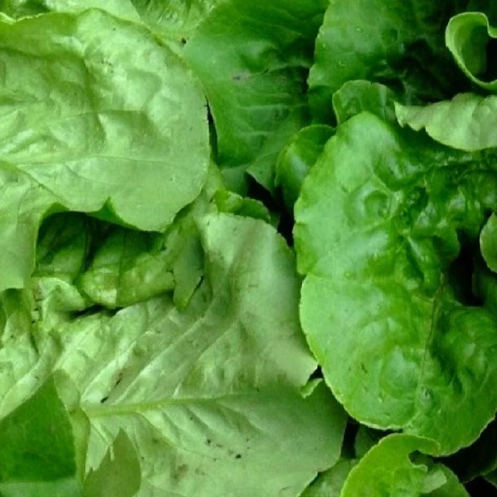 Viroflay Spinach Seeds | Heirloom NON-GMO | Fresh Garden Seeds | Spinacia oleracea | Large Tender Leaves