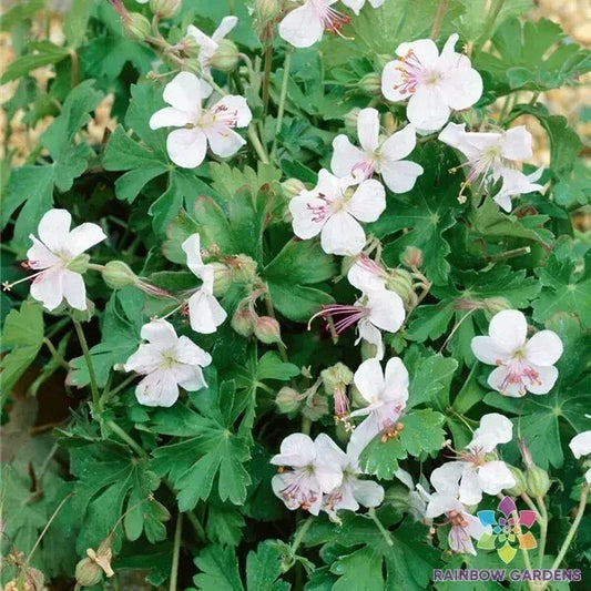 Harz Geranium Seeds Pack - Pelargonium x hortorum - Vibrant Flowering Annual for Garden Beds & Containers