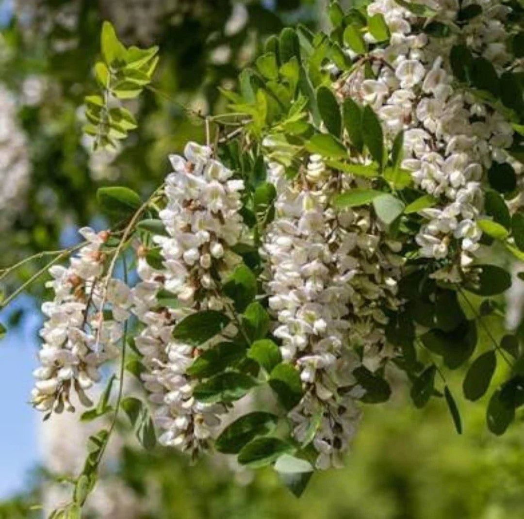 Black Locust Sapling Bare Root Live Plant – Robinia pseudoacacia, All Natural Hardwood Tree for Landscaping