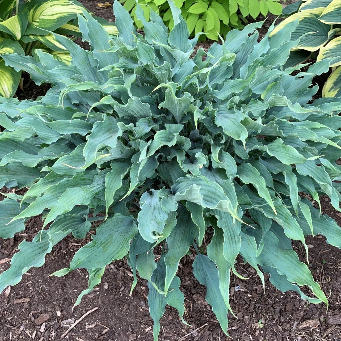 Hosta Wild Imagination Perennial Plant in 5.25" Pot, Variegated Green and Cream Foliage for Shade Gardens