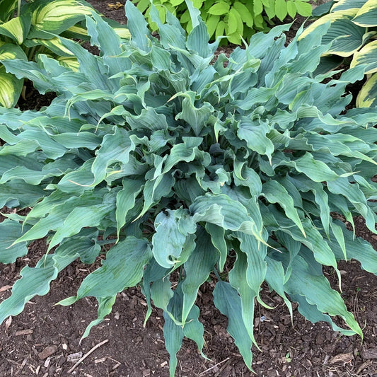 Hosta Wild Imagination Perennial Plant in 5.25" Pot, Variegated Green and Cream Foliage for Shade Gardens