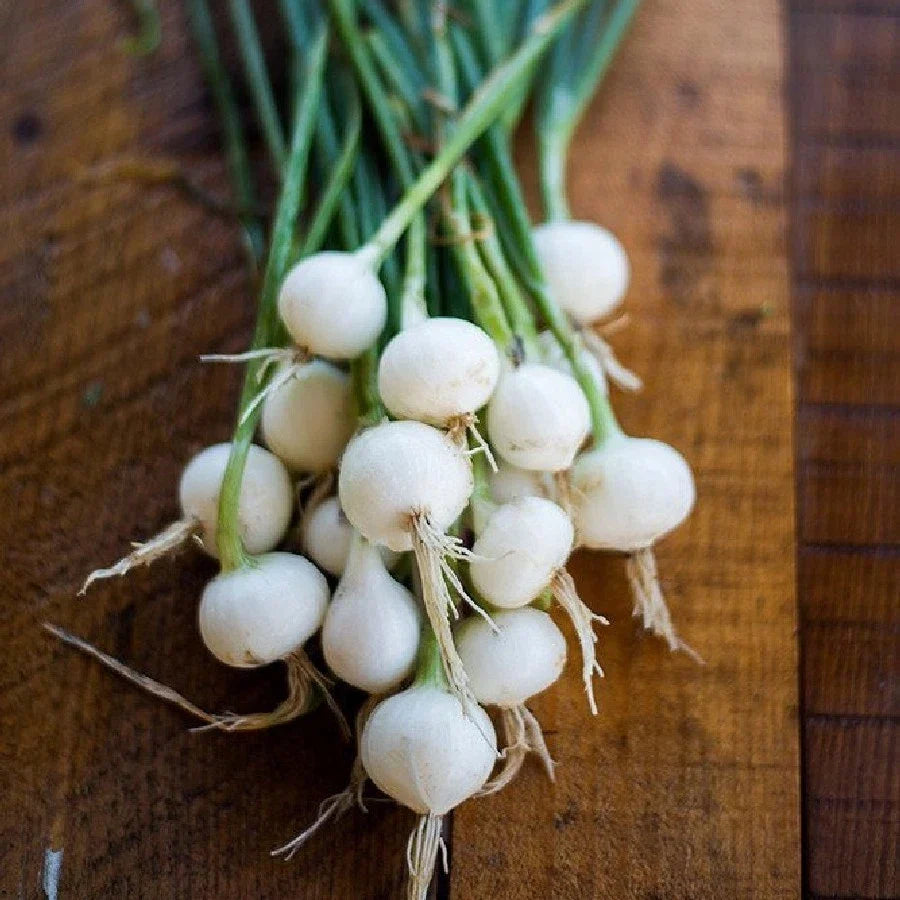 Crystal White Wax Pearl Onion Seeds - 150-2000 Seeds - High Yield for Pickling & Cocktails - Allium cepa